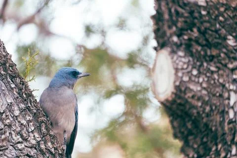 A Mexican Jay bird perched on a tree in Arizona at Chiricahua National Monume Stock Photos