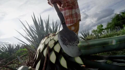 Mexican Jimador Stock Footage 223846910