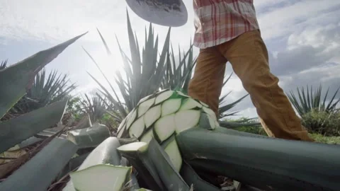Mexican Jimador Stock Footage 223846940
