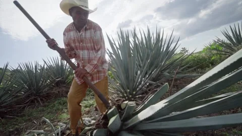 Mexican Jimador Stock Footage 223846947