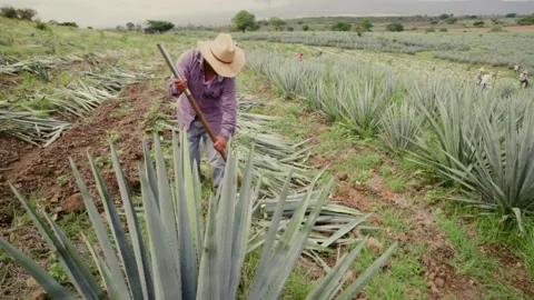 Mexican Jimadors Stock Footage 223846805