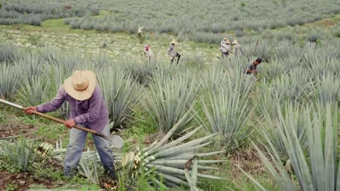Mexican Jimadors Stock Footage 223846807