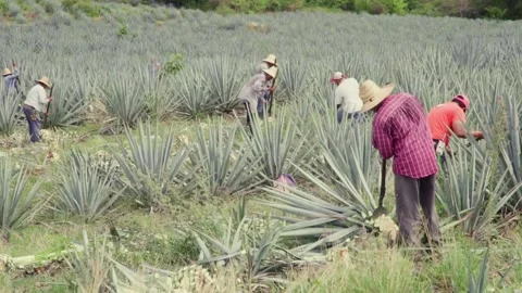 Mexican Jimadors Stock Footage 223846820