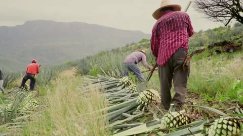 Mexican Jimadors Stock Footage 223846832