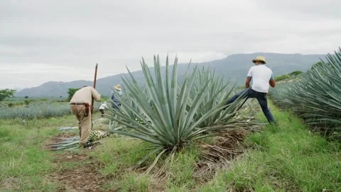 Mexican Jimadors Stock Footage 223846833