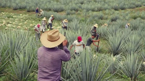Mexican Jimadors Stock Footage 223846836