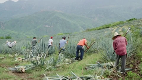 Mexican Jimadors Stock Footage 223846837