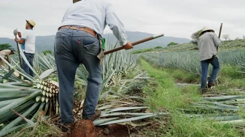 Mexican Jimadors Stock Footage 223846872