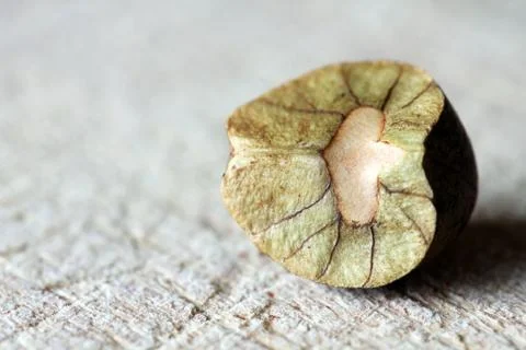 Mexican Jumping Bean Stock Photos