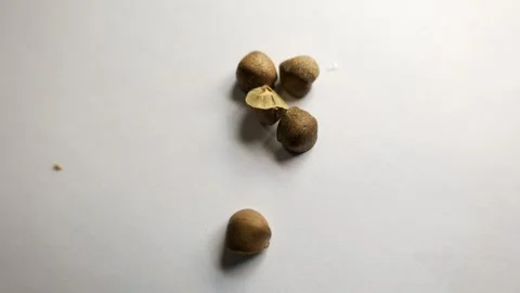 Mexican jumping beans Video stock 334012625