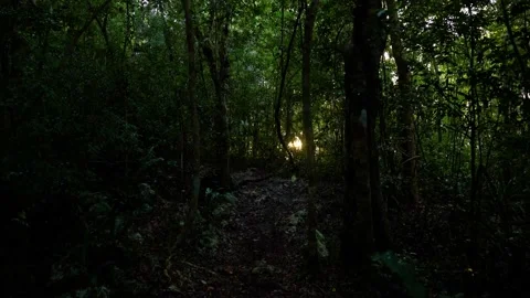 Mexican Jungle During Sunset Time 4K 動画素材 235460642