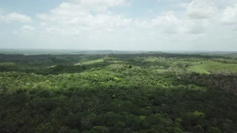 Mexican Jungle Stockbeeldmateriaal 157174153