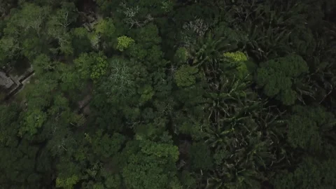 Mexican Jungle Stockbeeldmateriaal 157175763