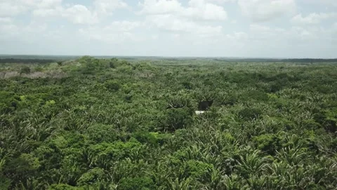 Mexican Jungle Stockbeeldmateriaal 157184094