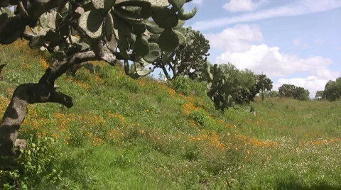 Mexican landscape Stock Footage 6902477