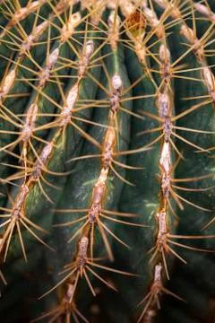 Mexican lime cactus Stock Photos