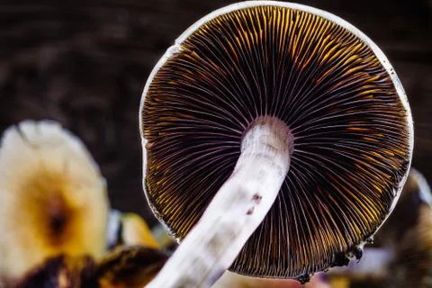 The Mexican magic mushroom is a psilocybe cubensis, whose main active element Stock Photos