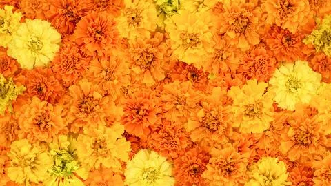 Mexican Marigold flowers are a solid background. Autumn composition Stock Photos