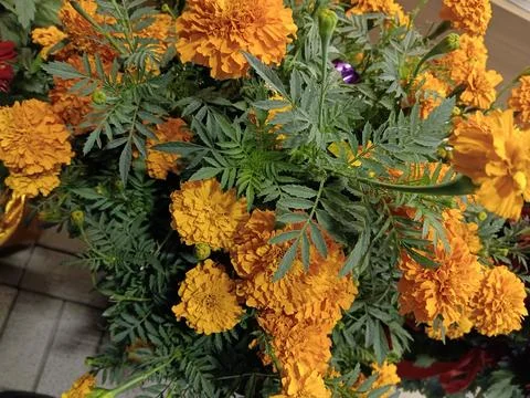 Mexican marigold in springtime Stock Photos