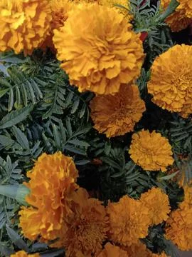 Mexican marigold in springtime Stock Photos