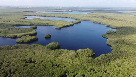 Mexican Marshes Stock Footage 172210181