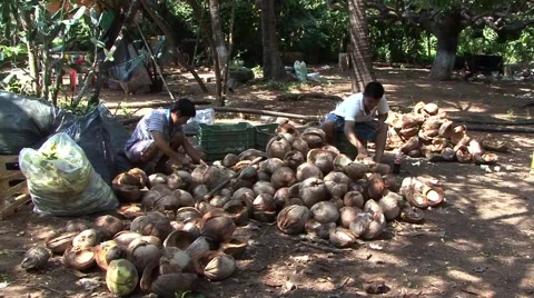 Mexican men sorting coconuts Stock Footage 50798077