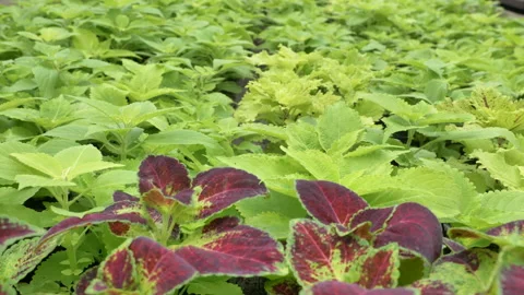 Mexican mint Stock Footage 221516282