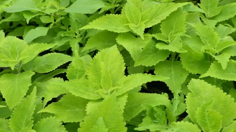 Mexican mint Stock Footage 221516462