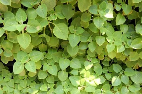 Mexican mint growing with sunlight. Stock Photos