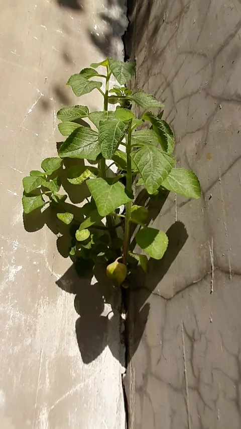 Mexican Mint or Coleus Amboinicus Video stock 313603662
