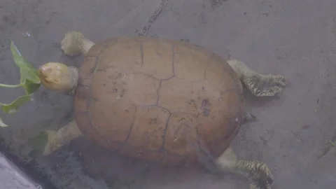 Mexican Mud Turtle Feeding with Water Spinach in Zoo Pond 4K Video stock 335587584