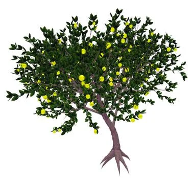 Mexican or key lime tree - 3D render Illustrazione stock
