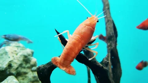 Mexican orange dwarf crayfish on blue water background in aquarium, close-up Stock Footage 295602870