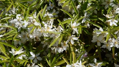Mexican orange Stock Footage 107342402