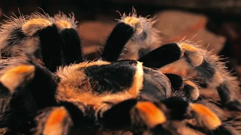 Mexican Orange-Kneed Tarantula Walking in Close-Up Stock Footage 336757397