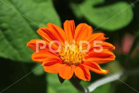 Mexican orange sunflower Stock Photos