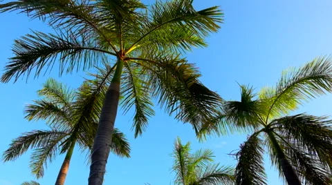 Mexican palm tree Stock Footage 45878000