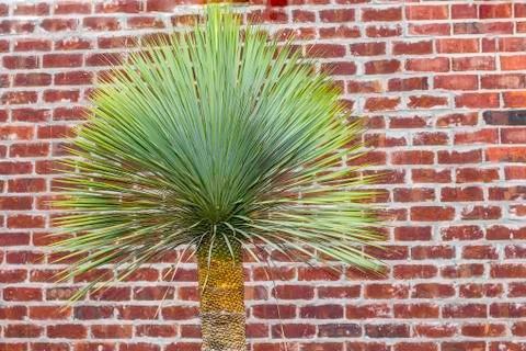 Mexican palm tree Stock Photos