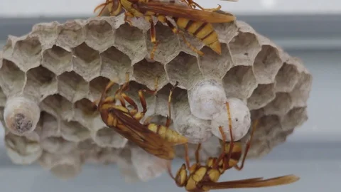 Mexican paper wasps taking care of their young 스톡 동영상 111451908