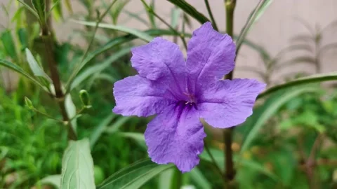 Mexican Petunia 動画素材 133571405
