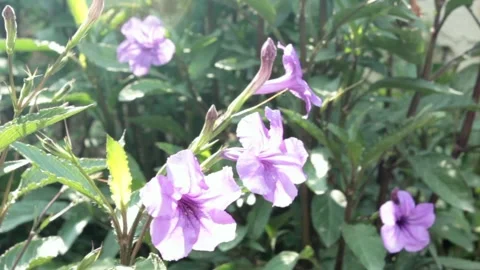 Mexican petunia Stock Footage 197161022