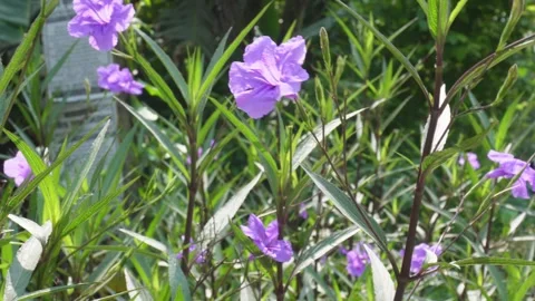 Mexican petunia Stock-Footage 342255296
