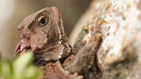 Mexican Plateau Horned Lizard Freaking O Stock Video Pond5   Mexican Plateau Horned Lizard Freaking Footage 119423810 Iconl 