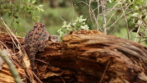 Mexican Plateau Horned Lizard Standing O Stock Video Pond5   Mexican Plateau Horned Lizard Standing Footage 119423571 Iconl 