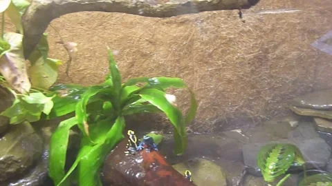 Mexican poisonous creature 動画素材 248396528
