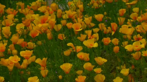 Mexican Poppy Field Stock Footage