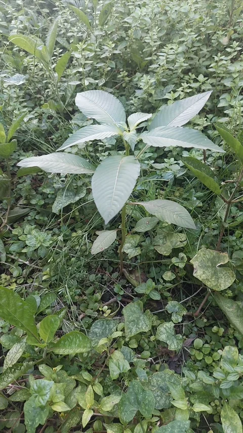 Mexican Primrose, Vertical 動画素材 307295013