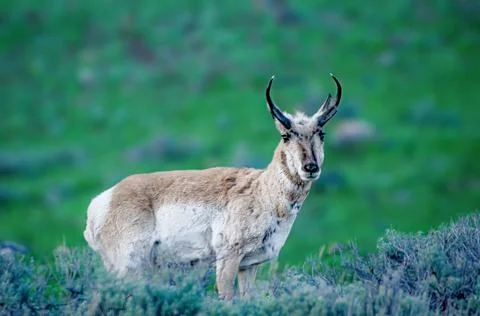 Mexican Pronghorn Stock Photos