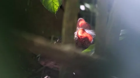 Mexican rat in the jungle thicket Stock Footage 178483477