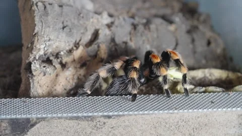 Mexican Red Knee Tarantula has a grasshopper in it’s jaws, locked off Stock Footage 245965936
